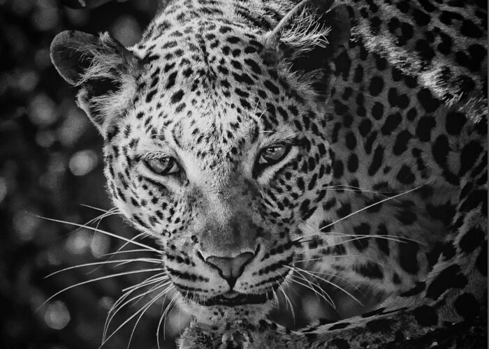 Leopard Greeting Card featuring the photograph Leopard, Black And White by Jean Francois Gil