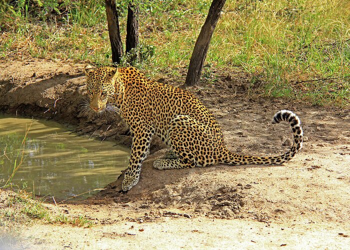 Leopard Greeting Card featuring the photograph Leopard by Richard Krebs