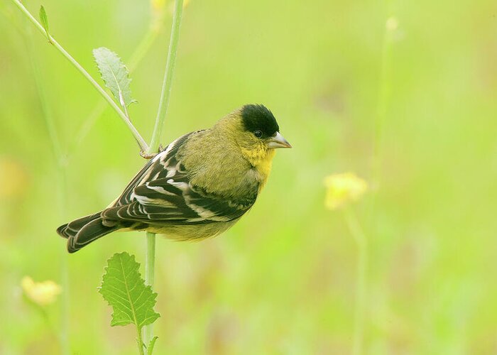 Spring Migration Greeting Card featuring the photograph Lesser Goldfinch by Ram Vasudev