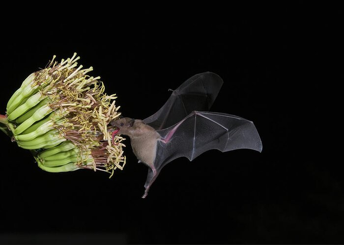 Mp Greeting Card featuring the photograph Lesser Long-nosed Bat Leptonycteris by Tom Vezo