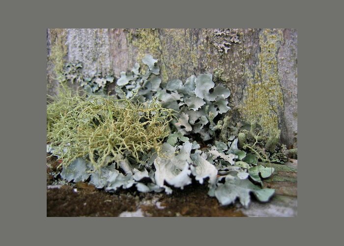 Lichen Greeting Card featuring the photograph Lichen and Old Fence #2 by Dreamweaver Gallery