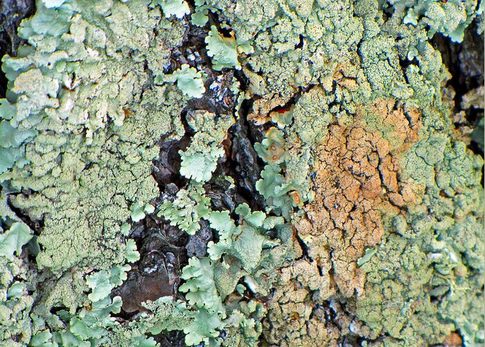 Bark Greeting Card featuring the photograph Lichen Field by Lynda Lehmann