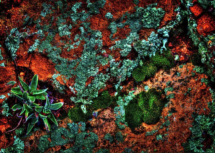 Arizona Greeting Card featuring the photograph Lichen, Moss and Desert Sage by Roger Passman