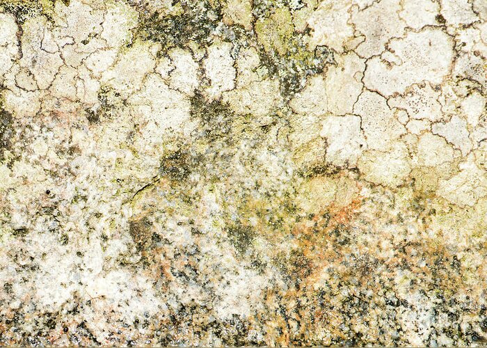 Background Greeting Card featuring the photograph Lichen on a stone, background by Torbjorn Swenelius