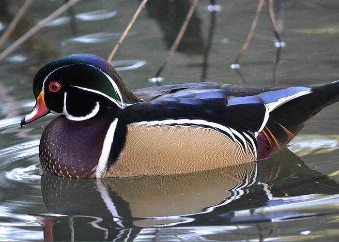 Wood Duck Greeting Card featuring the photograph Life Of Leisure by Fraida Gutovich