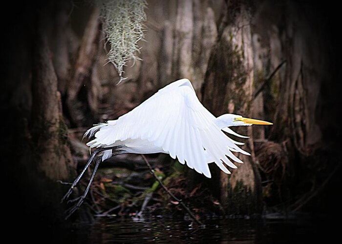 Great White Egret Greeting Card featuring the photograph Lift Off by Sheri McLeroy
