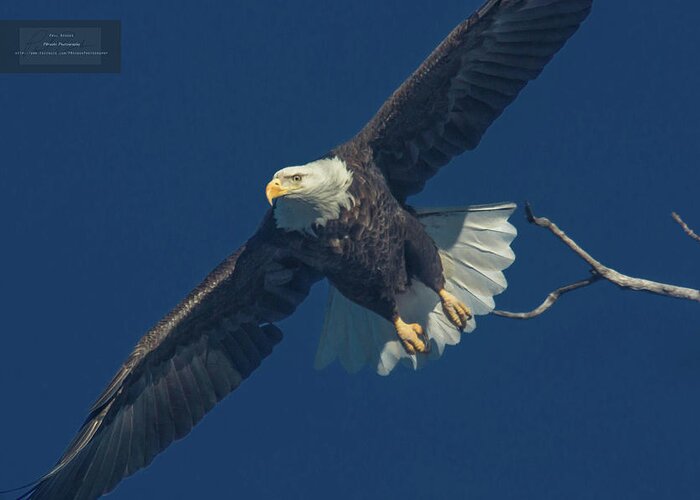 Bald Eagle Greeting Card featuring the photograph Liftoff by Paul Brooks