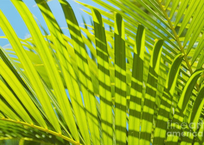 Afternoon Greeting Card featuring the photograph Light Green Palm Leaves by Mary Van de Ven - Printscapes