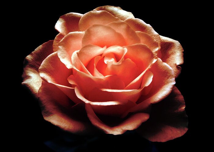 Rose Greeting Card featuring the photograph Light Of Hope by Johanna Hurmerinta