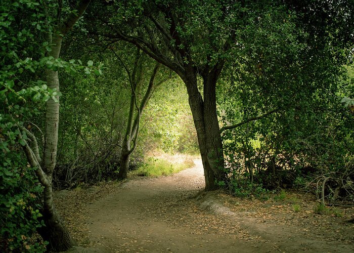 Trees Greeting Card featuring the photograph Light Through The Tree Tunnel by Alison Frank