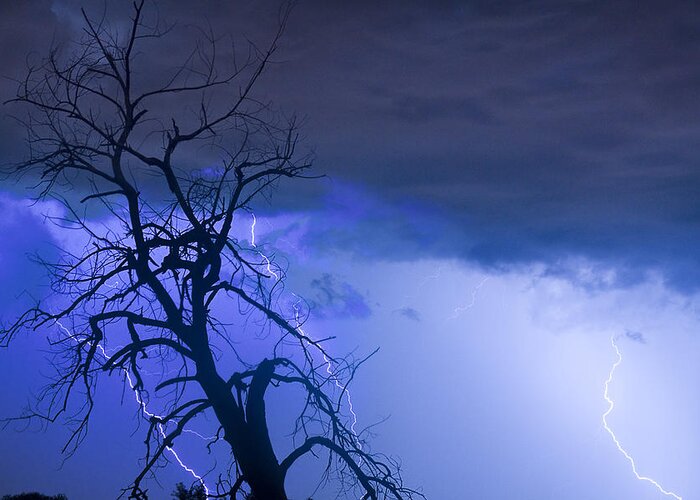 Tree Greeting Card featuring the photograph Lightning Tree Silhouette 38 by James BO Insogna