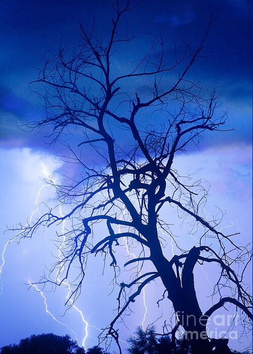 James Bo Insogna Greeting Card featuring the photograph Lightning Tree Silhouette Portrait by James BO Insogna
