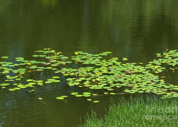Lilly Pad Greeting Card featuring the photograph Liily Pads Afloat by Dale Powell