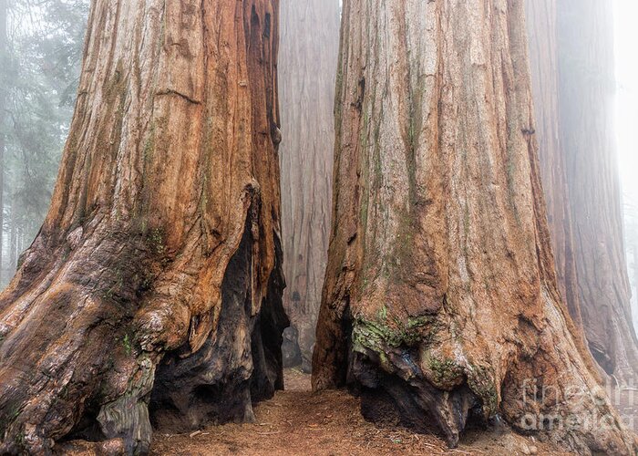 Sequoia National Park Greeting Card featuring the photograph Like Giant Feet by Peggy Hughes