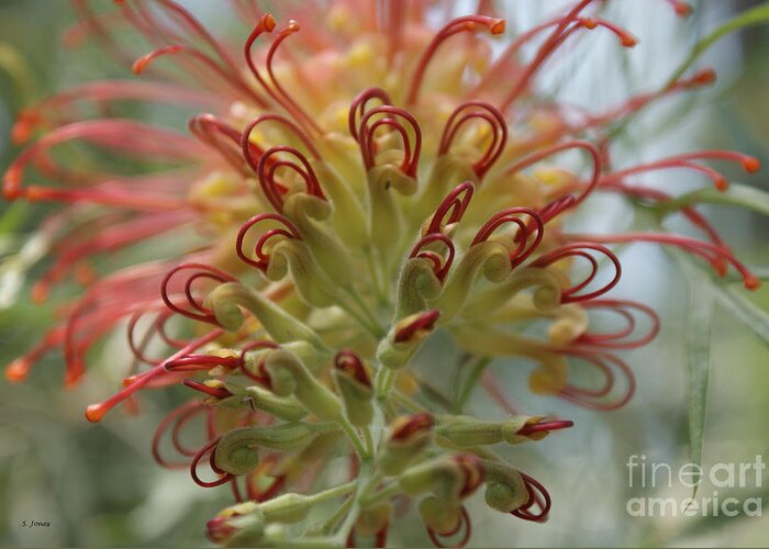 Floral Greeting Card featuring the photograph Like Stems of a cherry by Shelley Jones