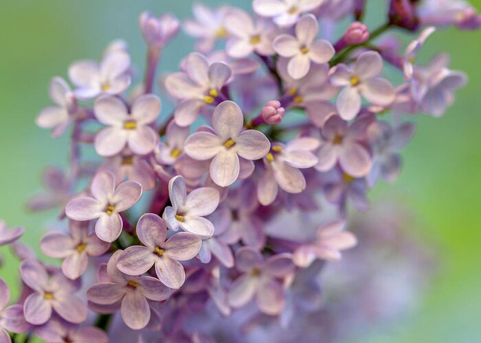 Lilac Greeting Card featuring the photograph Lilac Blossom II by Mary Anne Delgado