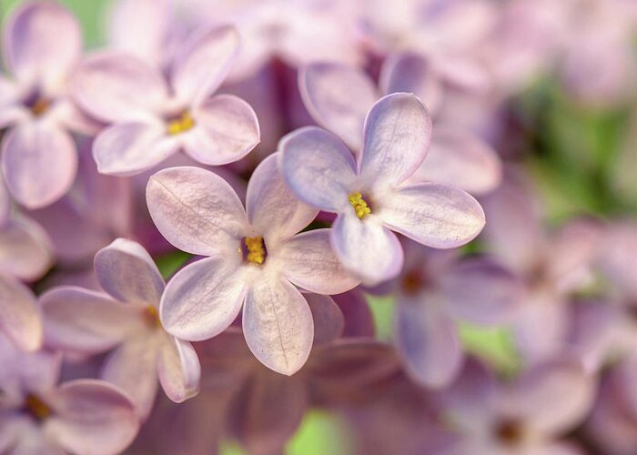Lilac Greeting Card featuring the photograph Lilac Blossom by Mary Anne Delgado
