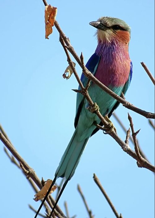 Lilac Breasted Roller Greeting Card featuring the photograph Lilac Breasted Roller by Jennifer Wheatley Wolf