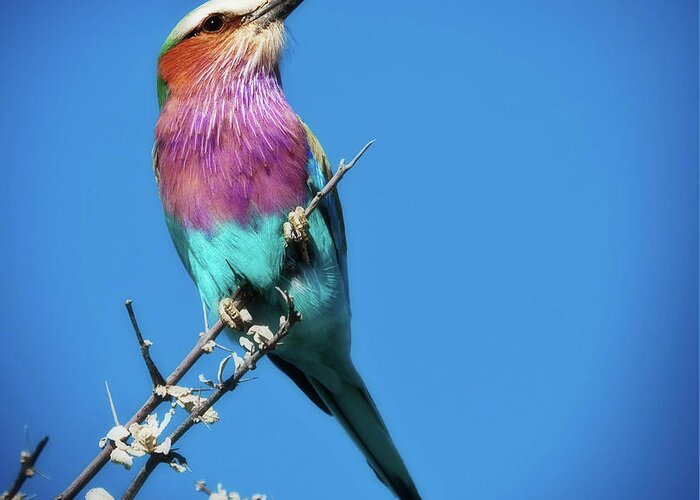 Africa Greeting Card featuring the photograph Lilac-breasted roller by Sylvia J Zarco