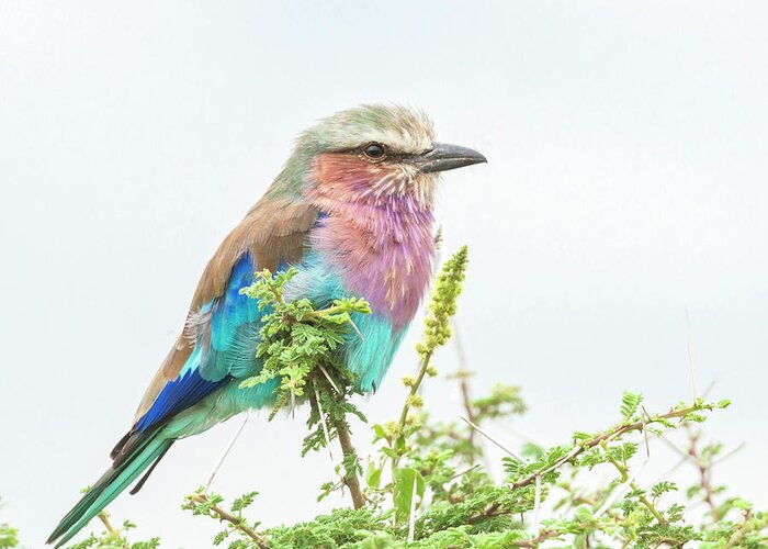 Africa Greeting Card featuring the photograph Lilac breasted roller. by Usha Peddamatham