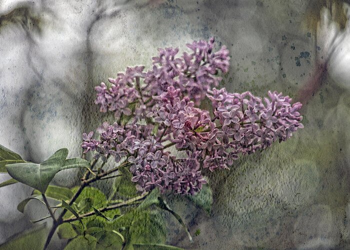 Lilac Greeting Card featuring the photograph Lilac Echo by Bonnie Bruno