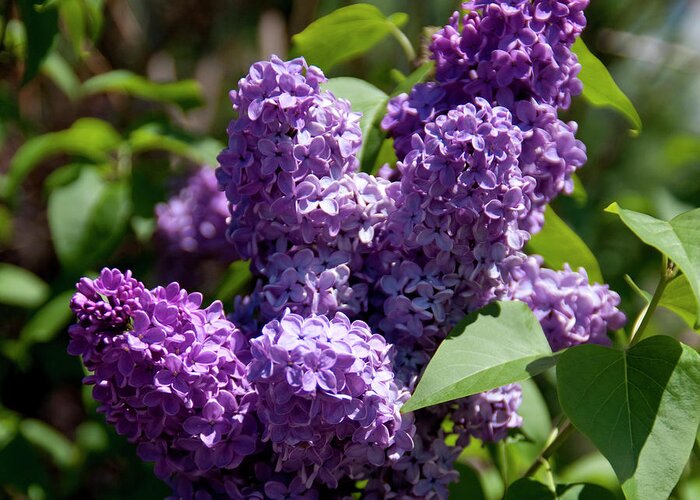 Lilac Photograph by Guy Paterson