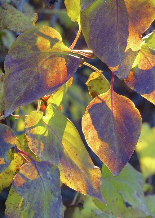 Lilacs Greeting Card featuring the photograph Lilac Leaves by Cris Fulton