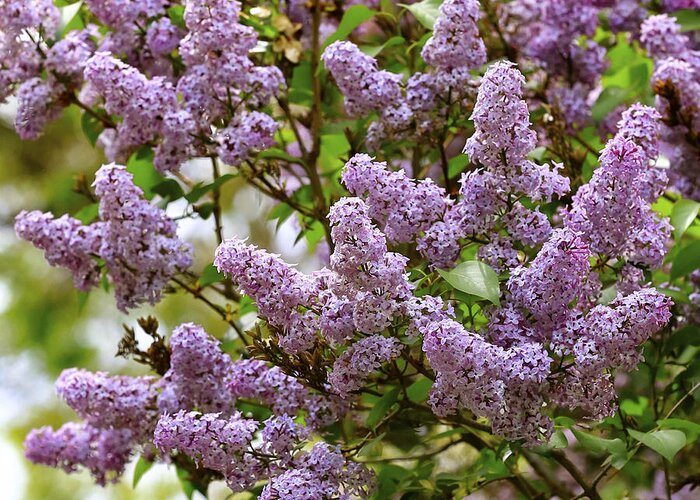 Spring Greeting Card featuring the photograph Lilac Love by Carol Groenen