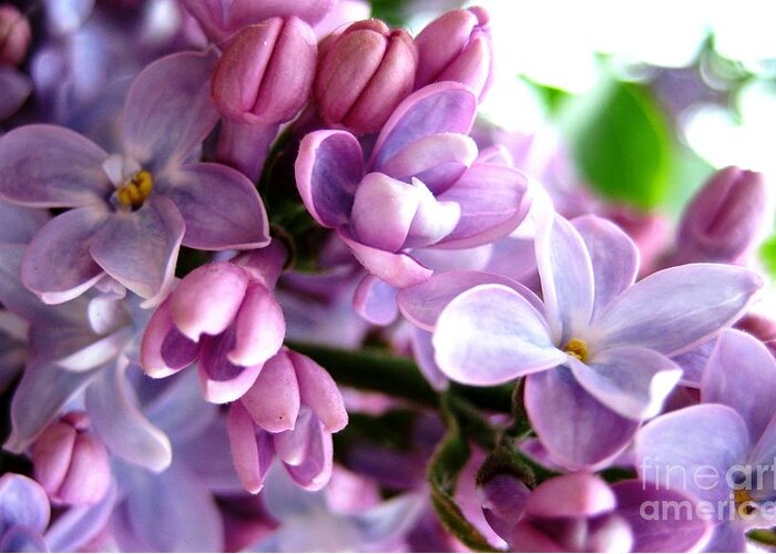 Lilacs Greeting Card featuring the photograph Lilacs by Cindy Schneider
