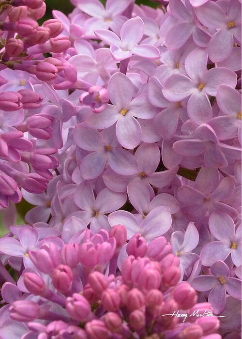 Flowers Greeting Card featuring the photograph Lilacs by Harry Moulton