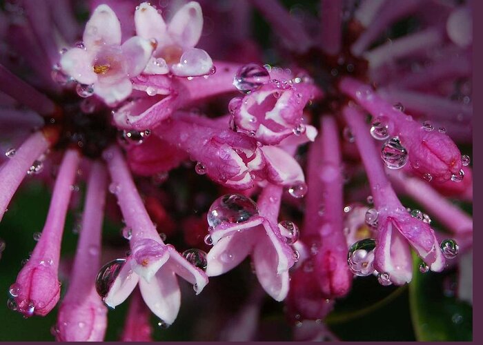 Lilacs Greeting Card featuring the photograph Lilacs in Rain by Marilynne Bull