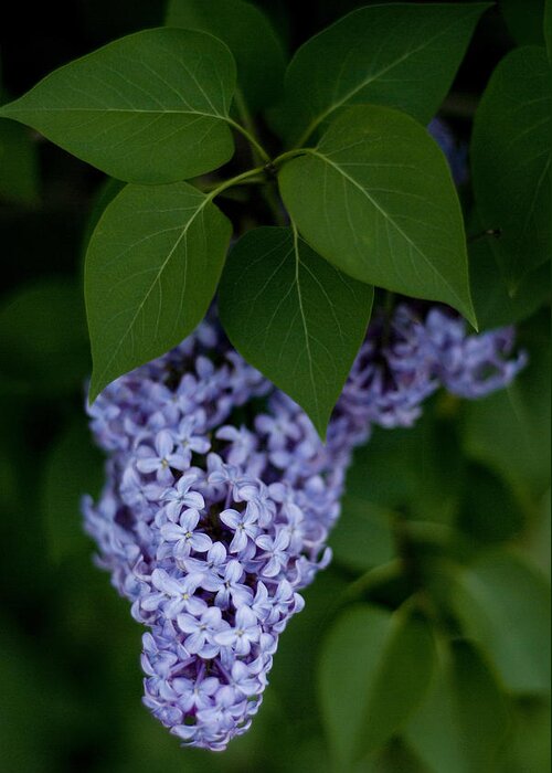 Lilac Greeting Card featuring the photograph Lilacs by Rockstar Artworks