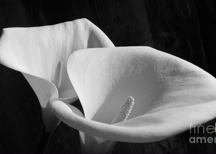 Lilies Greeting Card featuring the photograph Lilies BW by Morgan Wright