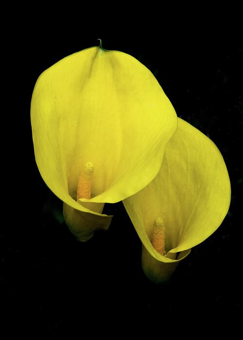 Calla Greeting Card featuring the photograph Lilies Out of the Dark by Douglas Barnett