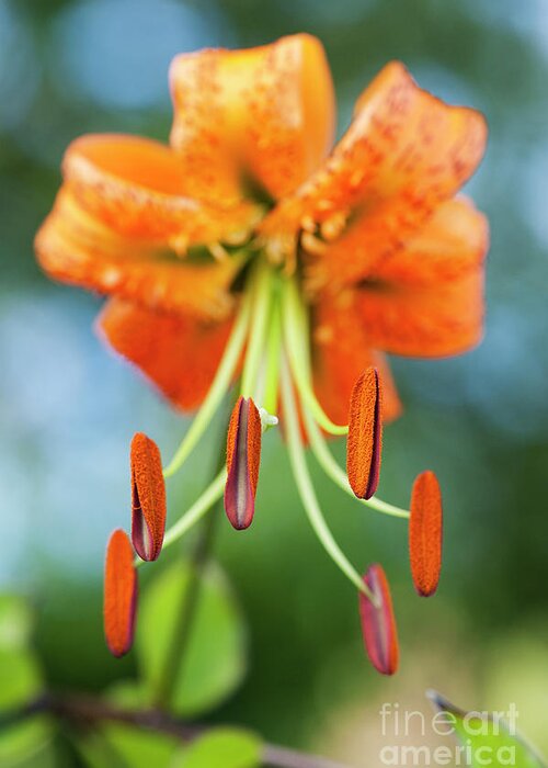 Lilium Henryi Greeting Card featuring the photograph Lilium Henryi by Tim Gainey