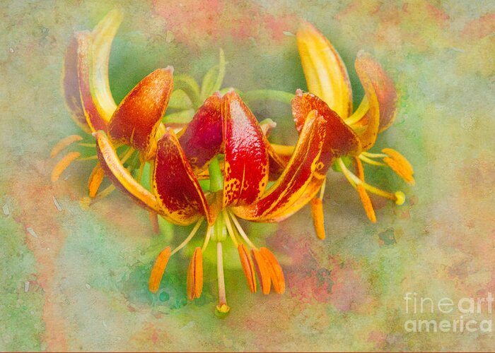 Lily Greeting Card featuring the photograph Lilliputian Lily by Marilyn Cornwell