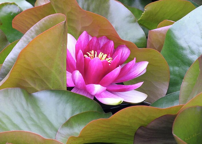 Pond Lilly Greeting Card featuring the photograph Lilly in Bloom by Wendy McKennon