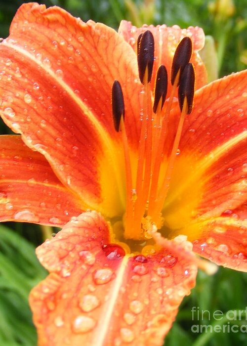 Orange Greeting Card featuring the photograph Lily After the Rain by Lila Fisher-Wenzel