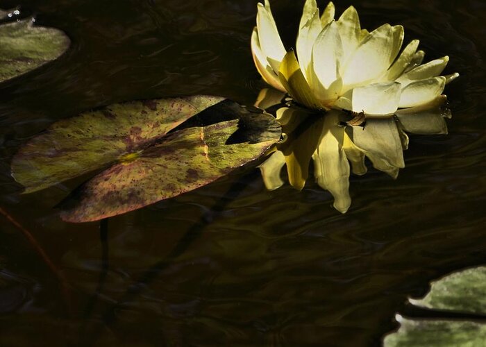 Water Lily Greeting Card featuring the photograph Lily Beth by Robert McCubbin