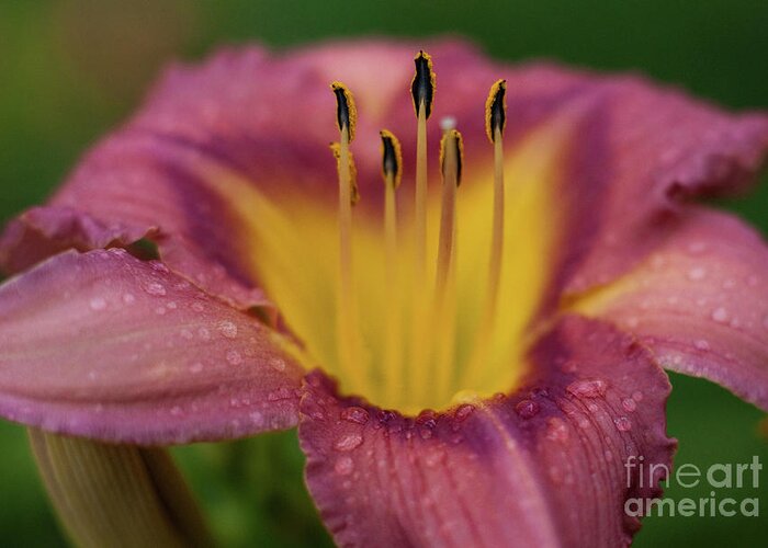 Arrangement Greeting Card featuring the photograph Lily Bloom Close Up by Alan Look