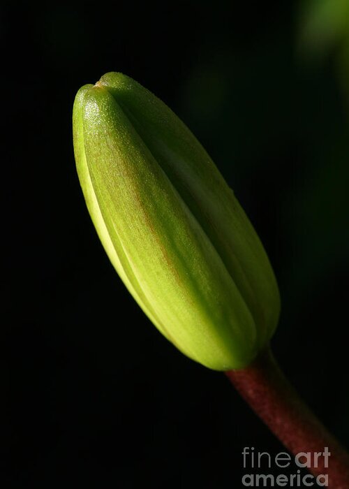 Flower Greeting Card featuring the photograph Lily Bud by Steve Augustin
