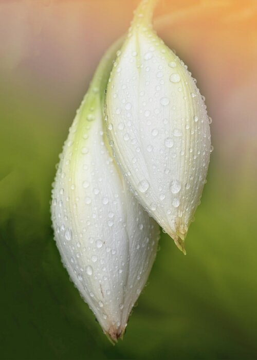 Lily Greeting Card featuring the photograph Lily buds by Carolyn D'Alessandro