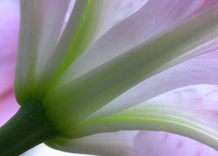 Luminous Greeting Card featuring the photograph Lily Fine Art by Juergen Roth