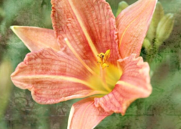 Lily's Greeting Card featuring the photograph Lily in a haze by Cathie Tyler