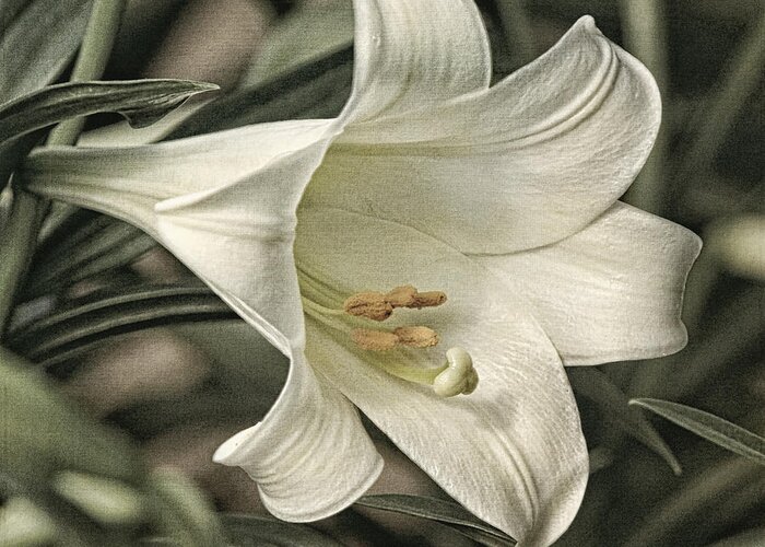 Easter Lily Greeting Card featuring the photograph Lily in the Morning by Theo O'Connor