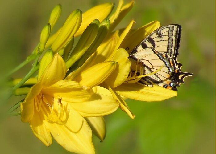 Tiger Swallowtail Greeting Card featuring the photograph Lily Lover by MTBobbins Photography