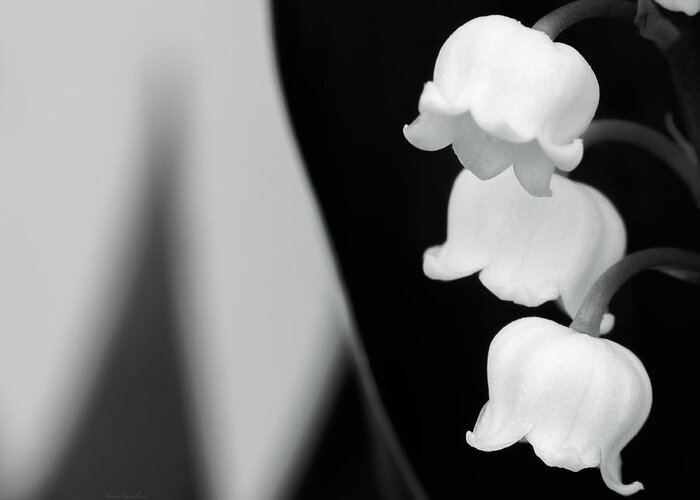 Lily Of The Valley Greeting Card featuring the photograph Lily of The Valley Abstract by Wim Lanclus