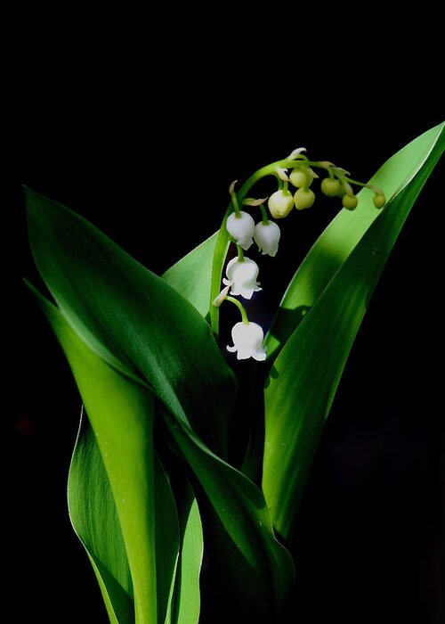 Lily Of The Valley Greeting Card featuring the photograph Lily Of The Valley by Living Color Photography Lorraine Lynch