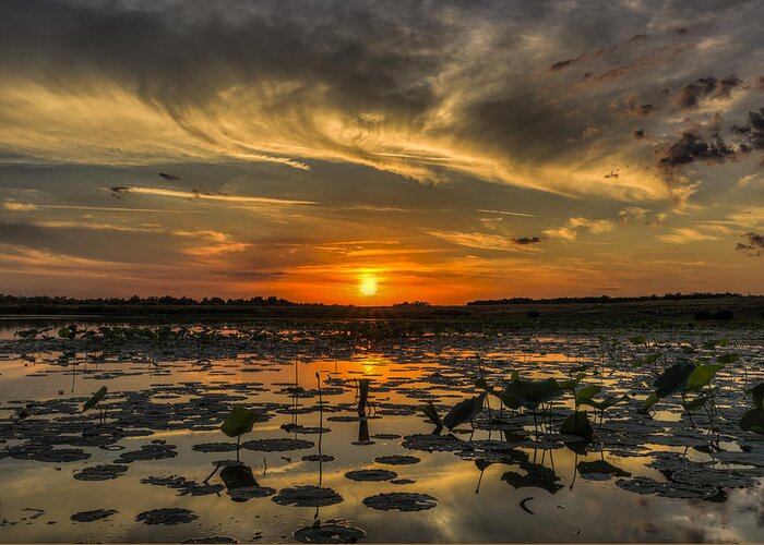 Landscape Greeting Card featuring the photograph Lily Pad Sunset by Justin Battles