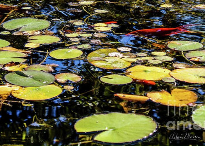 Lily Pad Greeting Card featuring the photograph Lily Pads by Adam Morsa